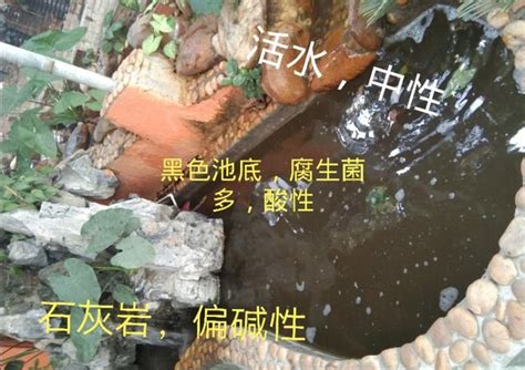 烏龜水池|養烏龜必看：水質管理